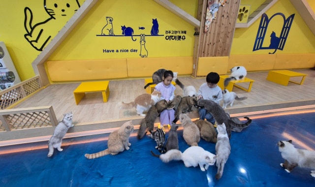 고양이카페 아이캣유 대표 사진