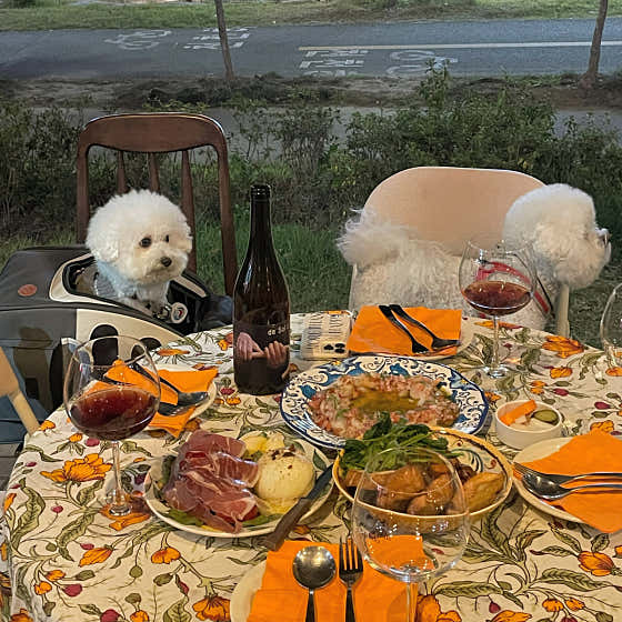 순결포도