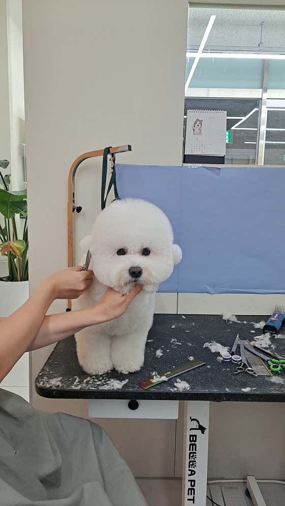 포포독