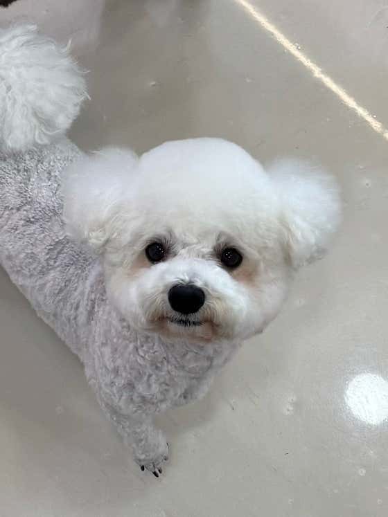 멍멍이발소