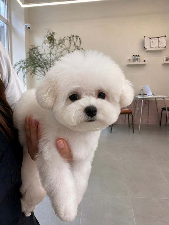 하이몽슈