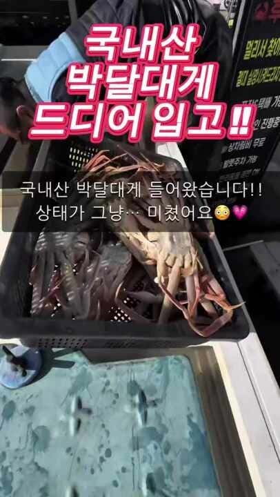 원조대게후포리