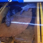 광어.우럭.밀치 각각.(포장)1kg 메뉴 사진(네이버)