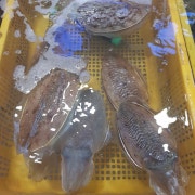 갑오징어 메뉴 사진(네이버)