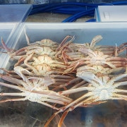 정자대게 1kg 시세변동 메뉴 사진(네이버)