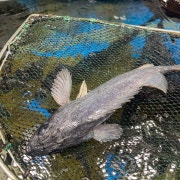 우럭1kg 메뉴 사진(네이버)
