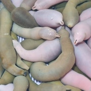 개불 5개 메뉴 사진(네이버)