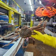 대게 특A급 메뉴 사진(네이버)