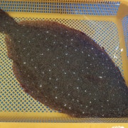 기본 양식 1kg 메뉴 사진(네이버)