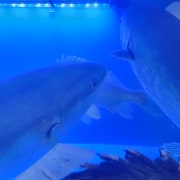 자연산 1kg 메뉴 사진(네이버)