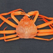A급 타이탄 홍게(마리) (1kg~1kg) 메뉴 사진(네이버)
