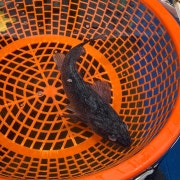 🐟 우럭 1kg 메뉴 사진(네이버)