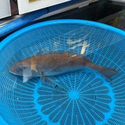 🐟 참돔 1kg 메뉴 사진(네이버)