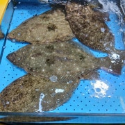 광어 메뉴 사진(네이버)