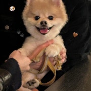 애견 동반 입장 가능! 메뉴 사진(네이버)
