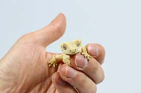 파충류샵 친절게코샵