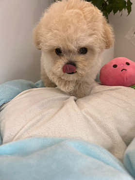 마마스미독 강아지분양 김해점