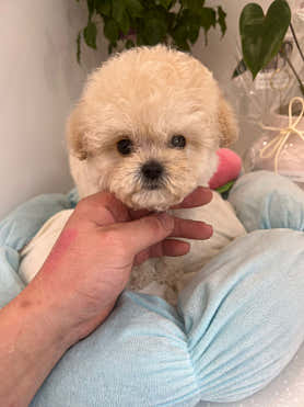 마마스미독 강아지분양 김해점