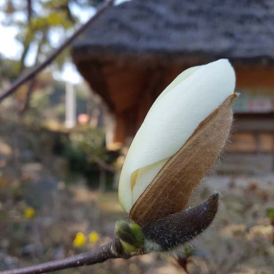 목련꽃차 메뉴 사진(네이버)