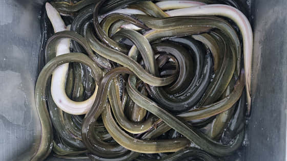 자연산민물장어(1kg) 메뉴 사진(네이버)