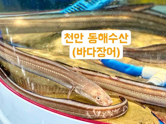 바다장어 메뉴 사진(네이버)
