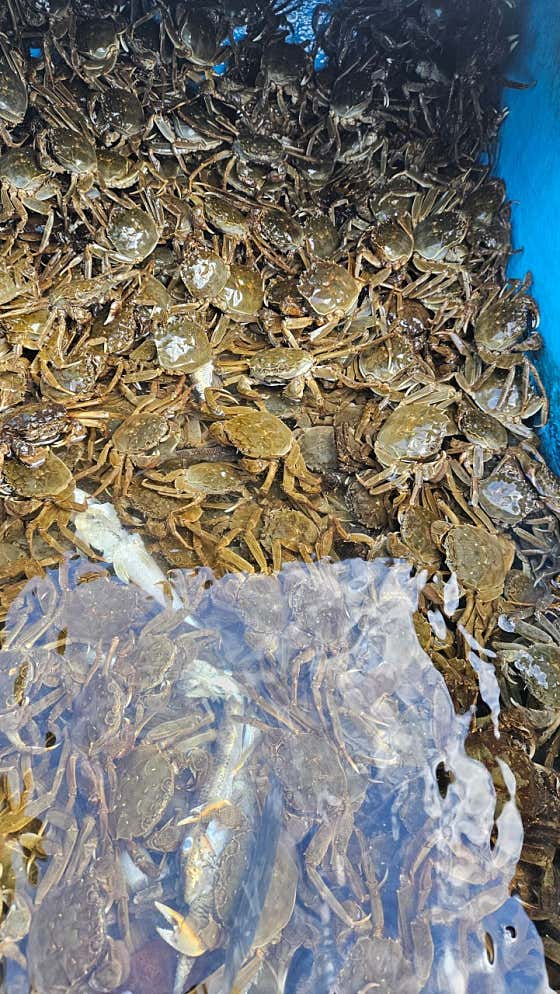 참게매운탕 메뉴 사진(네이버)