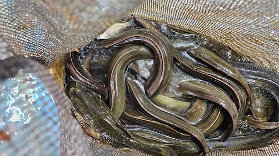 민물장어(1kg) 메뉴 사진(네이버)