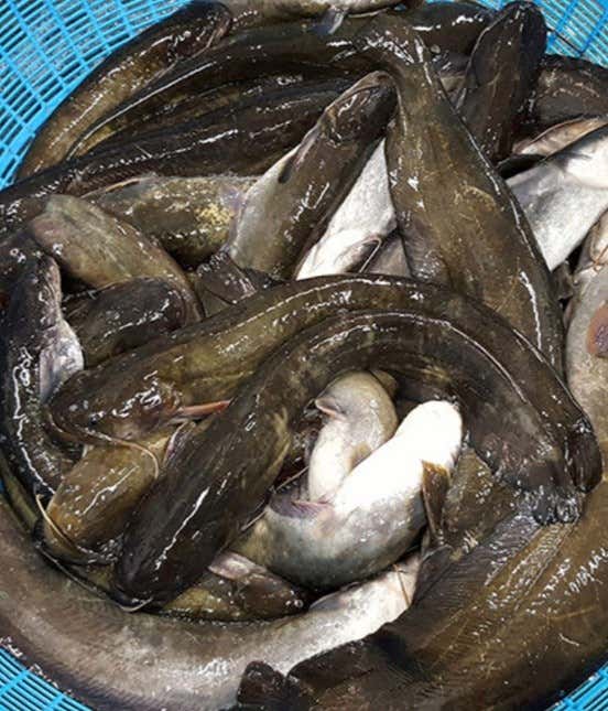 메기매운탕 4인 메뉴 사진(네이버)