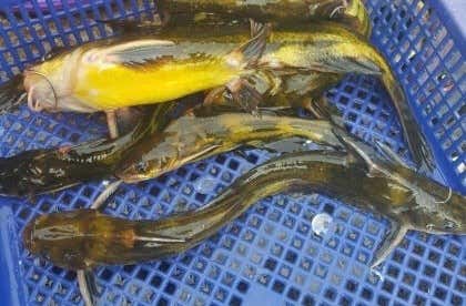 빠가사리매운탕 4인 메뉴 사진(네이버)