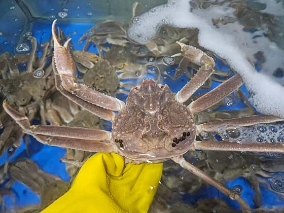 대게(러시아) 1kg 메뉴 사진(네이버)