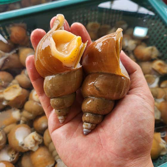 골뱅이 메뉴 사진(네이버)