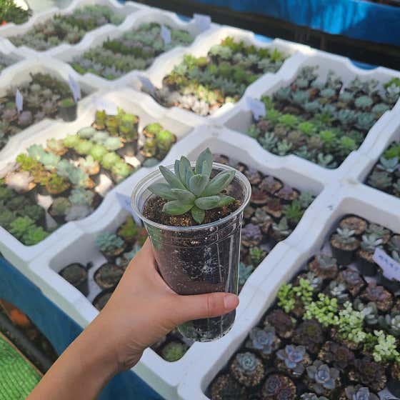 다육+커피 메뉴 사진(네이버)