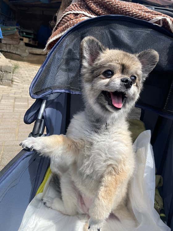 🐕애견동반환영🐕 메뉴 사진(네이버)