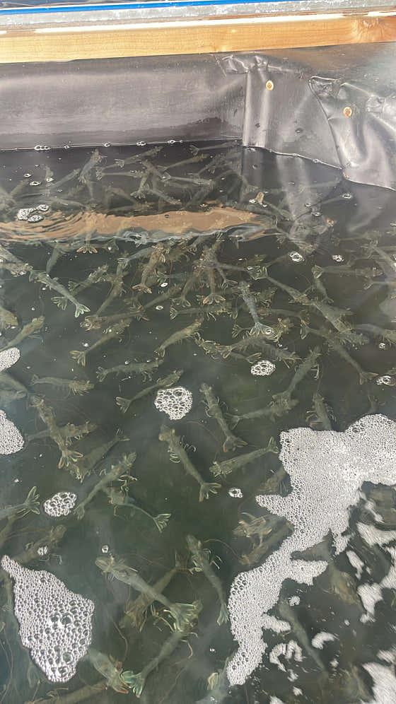 새우구이 메뉴 사진(네이버)