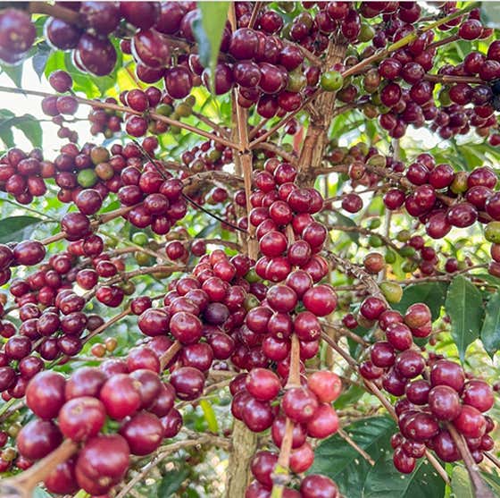Peru 게이샤 메뉴 사진(네이버)