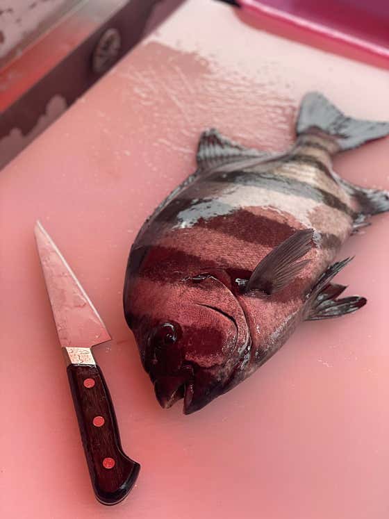 돌돔 1Kg 기준 메뉴 사진(네이버)