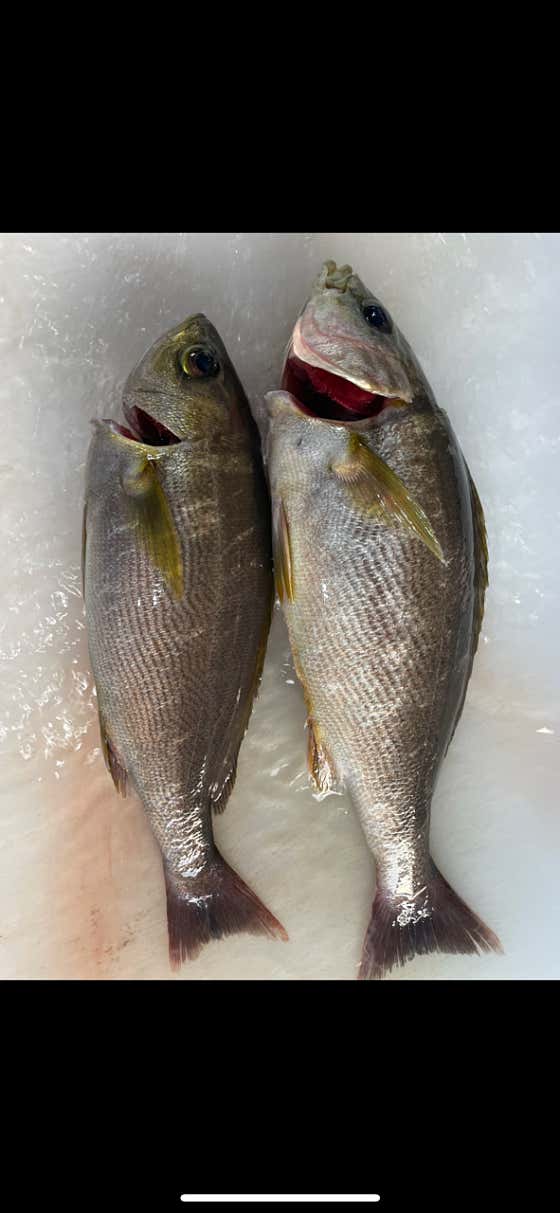 벤자리 1Kg 기준 메뉴 사진(네이버)