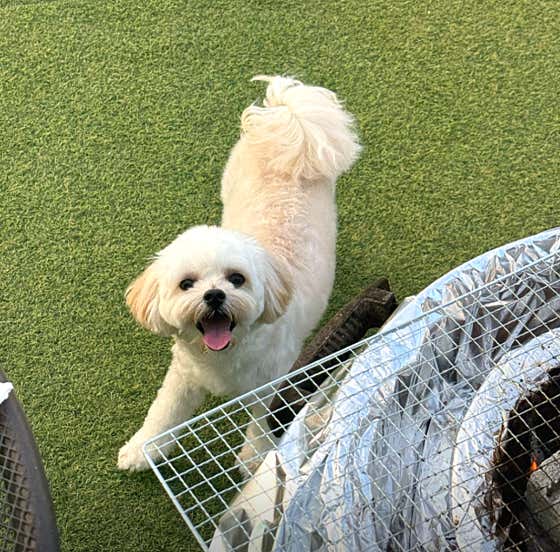 🐶 애견동반 추가 요금 없음 메뉴 사진(네이버)