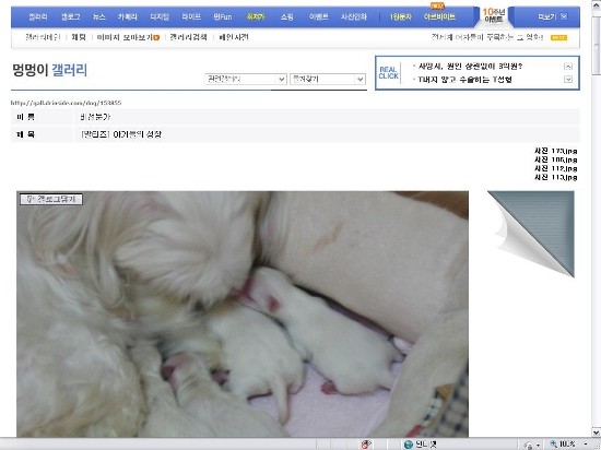 디시인사이드 국민의힘 마이너 갤러리 협박글, 경찰이 작성자 추적 중 에