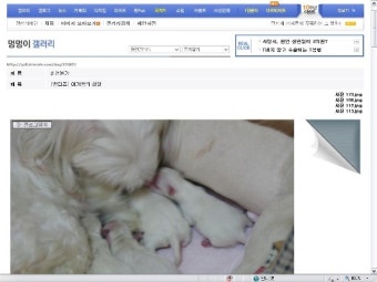 [말티즈] 디시 인사이드 갤러리 메인 이슈에 오른 사진
