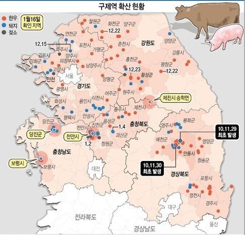 국내 한우농장 구제역 확산…농가수 다섯 곳으로 늘어나