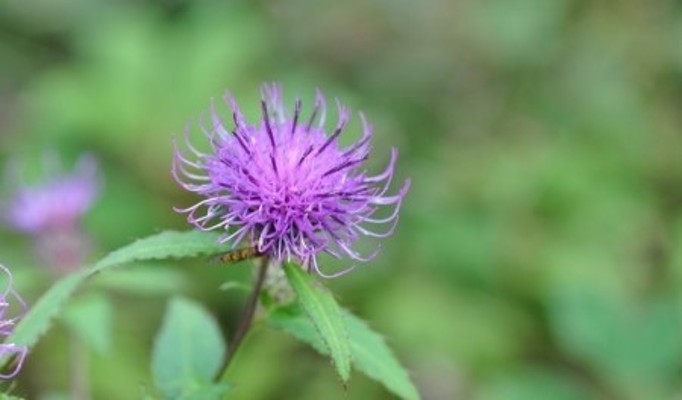 꽃다발 꽃바구니 조선미꽃배달- 고려엉겅퀴[곤드래](야생화) | 블로그
