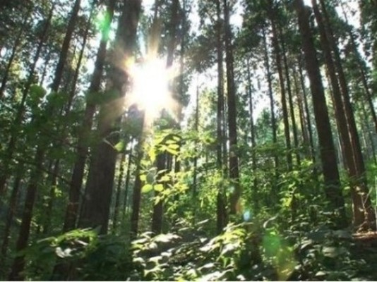 편백나무 효능으로 알아본 편백나무 자연휴양림, 편백 피톤치드 인테리어!! | 블로그