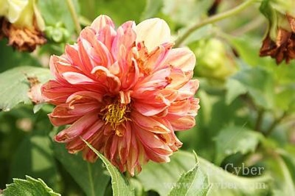 9월의 탄생화 <다알리아> | 블로그