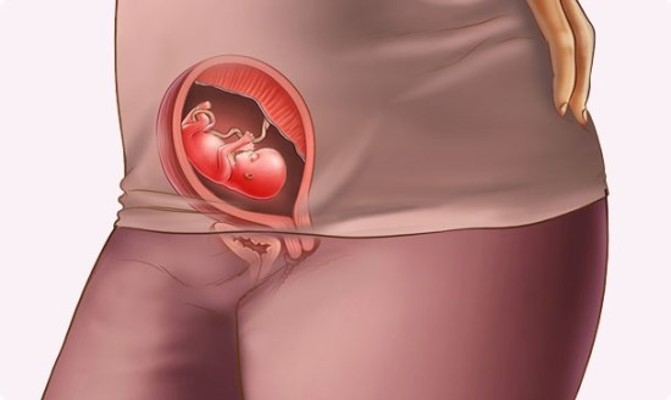 [자궁이식] 자궁이 없다! 자궁이식 가능? | 블로그
