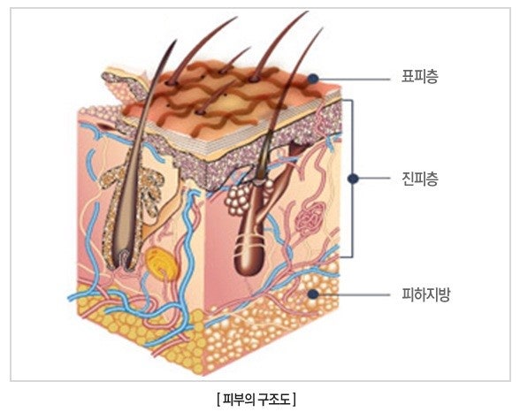 피부하는날 이미지