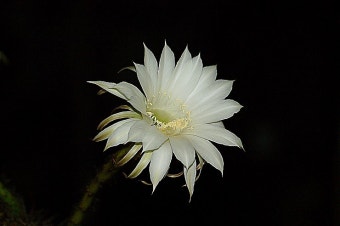 밤에만 피는 선인장꽃(화성환)