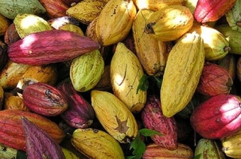 카카오(cacao)불공정무역 초콜릿