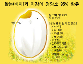 현미가 백미보다 좋은 이유[현미는 살아있는 쌀이고 백미는 죽은 쌀이다.]