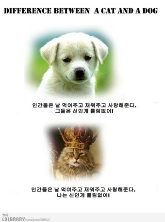 개와 고양이의 차이